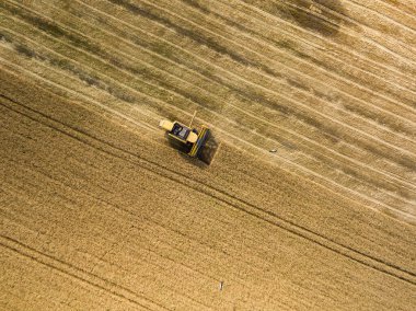 Hava aracı görüntüsü. Hasatçı Ukrayna tarlasında buğday hasat ediyor..