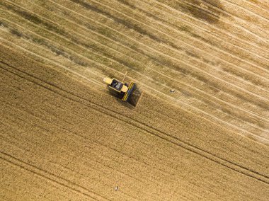 Hava aracı görüntüsü. Hasatçı Ukrayna tarlasında buğday hasat ediyor..
