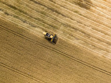 Hava aracı görüntüsü. Hasatçı Ukrayna tarlasında buğday hasat ediyor..