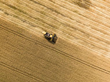 Hava aracı görüntüsü. Hasatçı Ukrayna tarlasında buğday hasat ediyor..