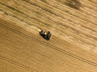 Hava aracı görüntüsü. Hasatçı Ukrayna tarlasında buğday hasat ediyor..