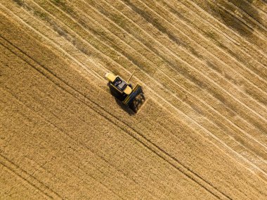 Hava aracı görüntüsü. Hasatçı Ukrayna tarlasında buğday hasat ediyor..