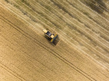Hava aracı görüntüsü. Hasatçı Ukrayna tarlasında buğday hasat ediyor..