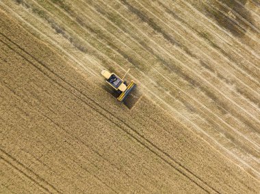 Hava aracı görüntüsü. Hasatçı Ukrayna tarlasında buğday hasat ediyor..