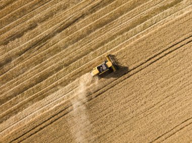 Hava aracı görüntüsü. Hasatçı Ukrayna tarlasında buğday hasat ediyor..
