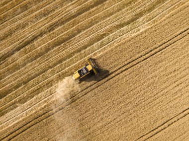 Hava aracı görüntüsü. Hasatçı Ukrayna tarlasında buğday hasat ediyor..