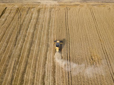 Hava aracı görüntüsü. Hasatçı Ukrayna tarlasında buğday hasat ediyor..