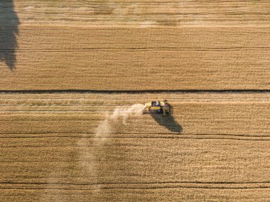 Hava aracı görüntüsü. Hasatçı Ukrayna tarlasında buğday hasat ediyor..