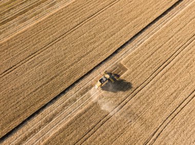 Hava aracı görüntüsü. Hasatçı Ukrayna tarlasında buğday hasat ediyor..