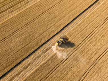 Hava aracı görüntüsü. Hasatçı Ukrayna tarlasında buğday hasat ediyor..
