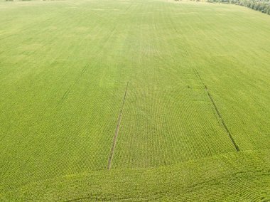 Ukrayna 'daki yeşil mısır tarlası. Hava aracı görünümü.