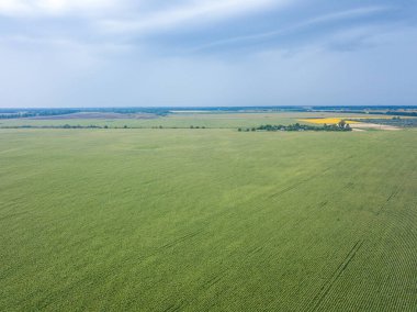 Ukrayna 'daki yeşil mısır tarlası. Hava aracı görünümü.