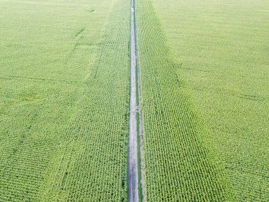 Ukrayna 'daki yeşil bir mısır tarlasından geçen toprak yol. Hava aracı görünümü.