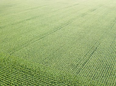 Ukrayna 'daki yeşil mısır tarlası. Hava aracı görünümü.