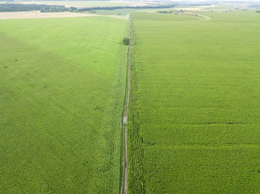 Ukrayna 'daki yeşil bir mısır tarlasından geçen toprak yol. Hava aracı görünümü.