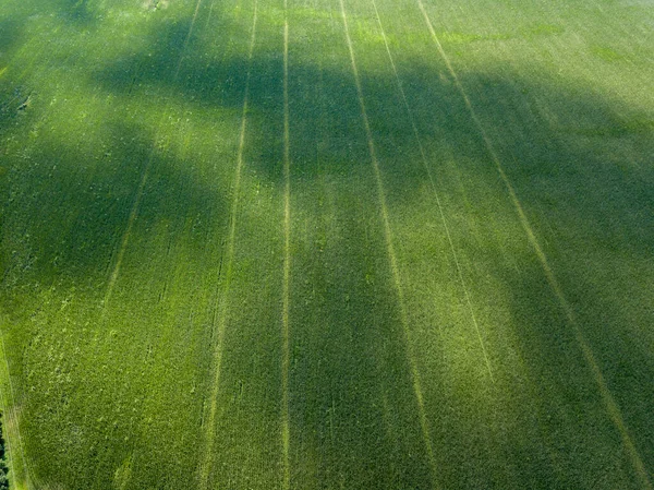 Green Cornfield Ukraine Aerial Drone View — Stock Photo, Image