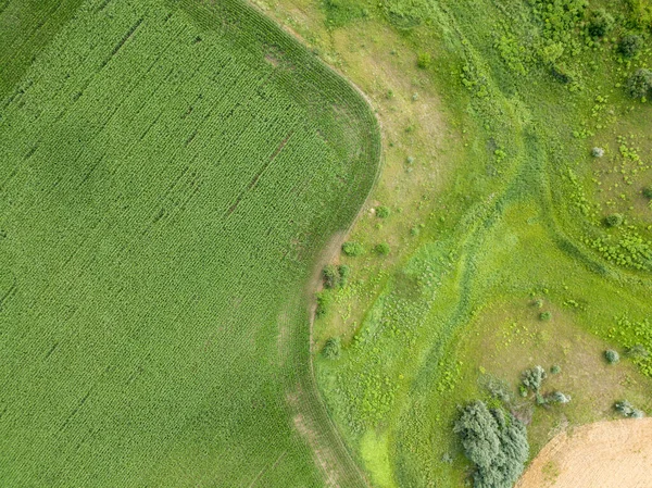 Campo Milho Verde Ucrânia Vista Aérea Drones — Fotografia de Stock