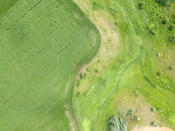 Πράσινο Χωράφι Καλαμποκιού Στην Ουκρανία Αεροφωτογραφία Τηλεκατευθυνόμενου — Φωτογραφία Αρχείου