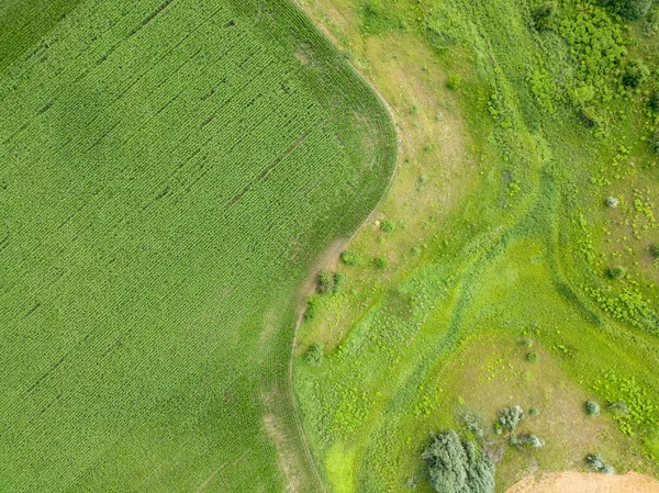 우크라이나의 옥수수 무인기 — 스톡 사진