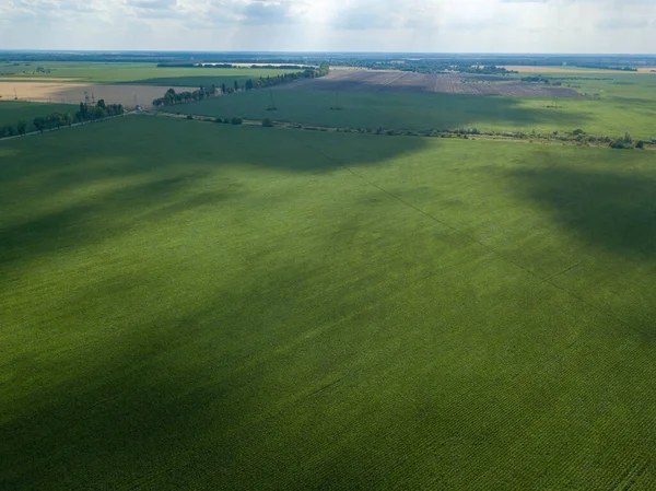 Zelené Kukuřičné Pole Ukrajině Zobrazení Leteckých Dronů — Stock fotografie