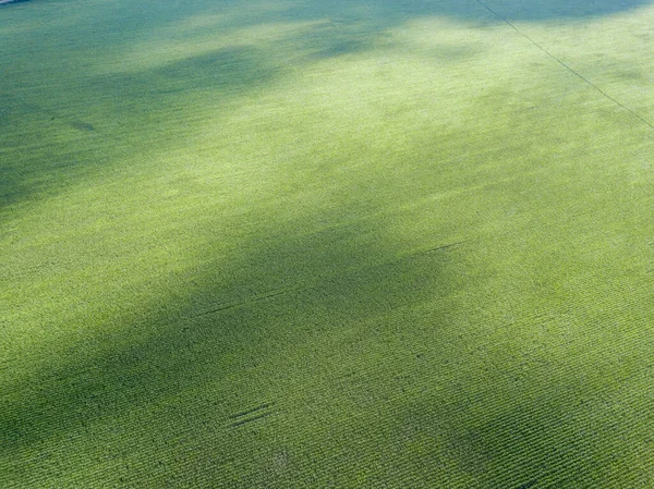 Zöld Kukoricaföld Ukrajnában Légi Drónra Néző — Stock Fotó