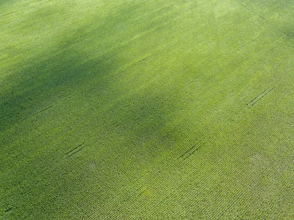 Zöld Kukoricaföld Ukrajnában Légi Drónra Néző — Stock Fotó