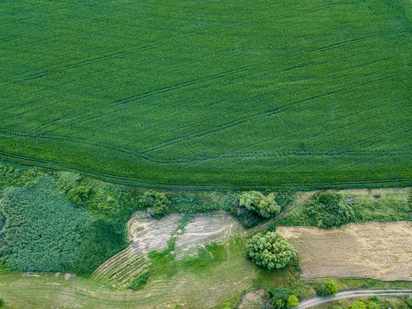 Campo Maíz Verde Ucrania Vista Aérea Del Dron —  Fotos de Stock
