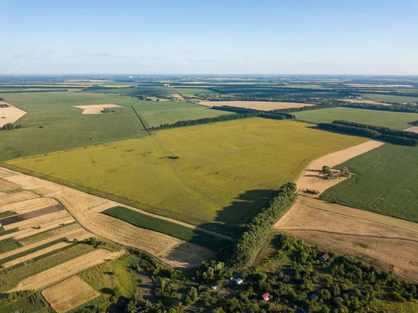 Yeşil ayçiçeği tarlasından geçen elektrik hattı. Hava aracı görünümü.