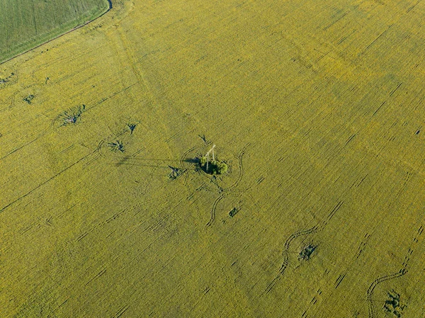 Ligne Électrique Travers Champ Vert Tournesols Vue Aérienne Drone — Photo