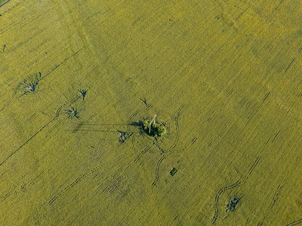 Stromleitung Durch Ein Grünes Sonnenblumenfeld Drohnenblick Aus Der Luft — Stockfoto