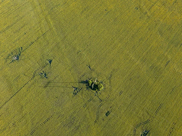 Stromleitung Durch Ein Grünes Sonnenblumenfeld Drohnenblick Aus Der Luft — Stockfoto