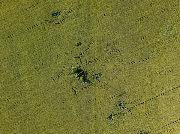 Linha Energia Através Campo Verde Girassóis Vista Aérea Drones — Fotografia de Stock