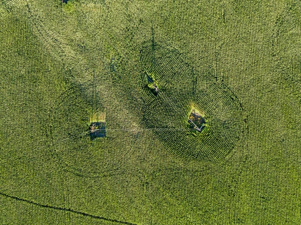 穿过乌克兰一个绿色玉米地的电力线路 空中景观 — 图库照片