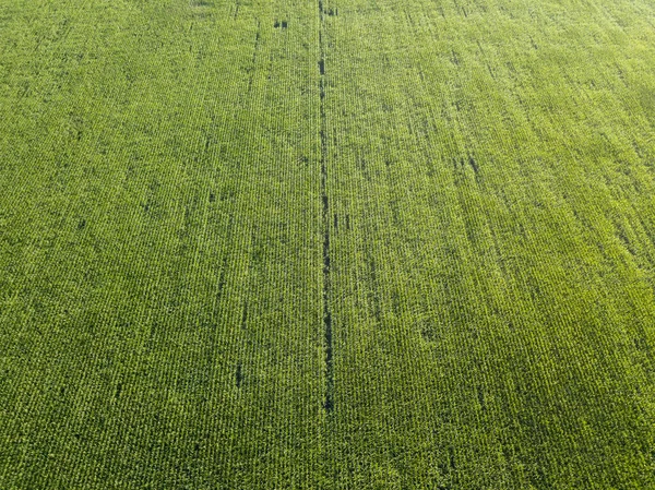 Groene Maïsveld Oekraïne Luchtdrone Zicht — Stockfoto