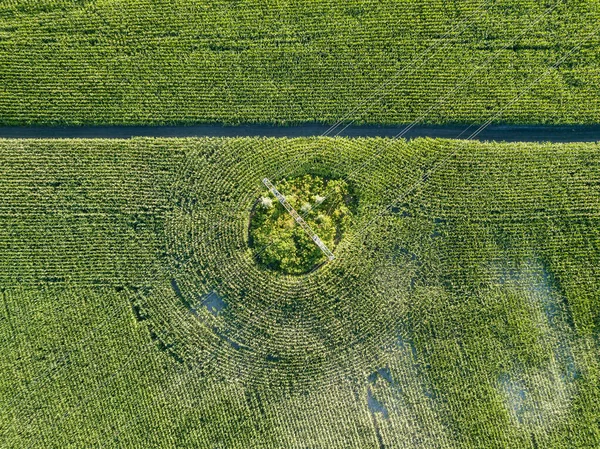 穿过乌克兰一个绿色玉米地的电力线路 空中景观 — 图库照片