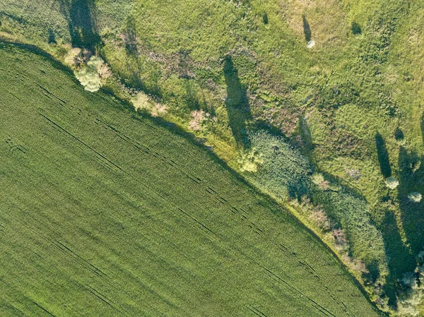Campo Grano Verde Ucraina Vista Aerea Drone — Foto Stock