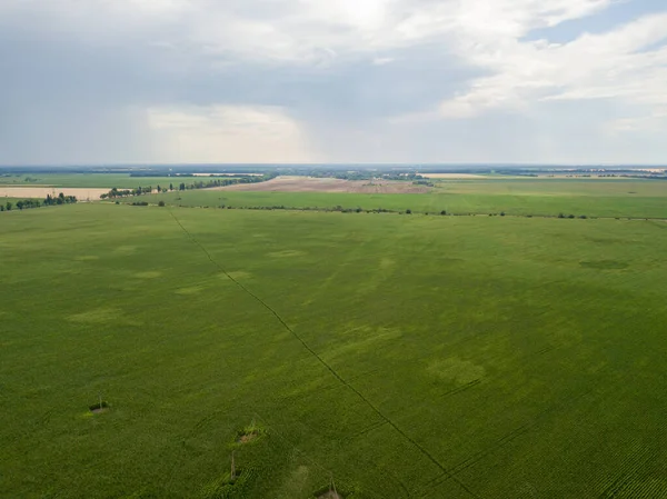 Ukrayna 'daki yeşil mısır tarlası. Hava aracı görünümü.