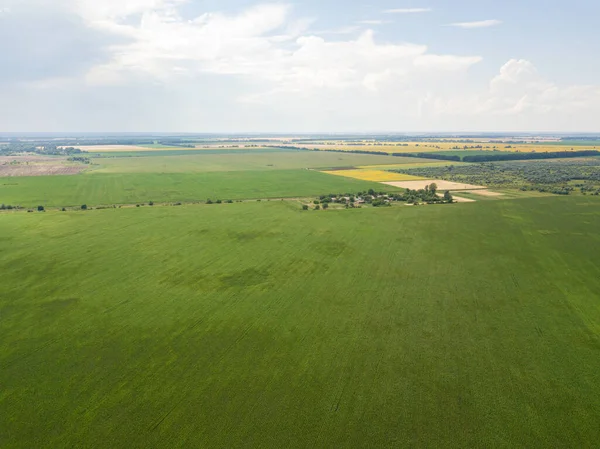 Green Cornfield Ukraine Aerial Drone View — Stock Photo, Image