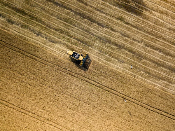 Vista Aérea Drones Colheitadeira Colhe Trigo Campo Ucraniano — Fotografia de Stock