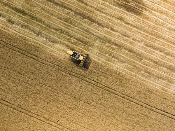 Vista Aérea Drones Colheitadeira Colhe Trigo Campo Ucraniano — Fotografia de Stock