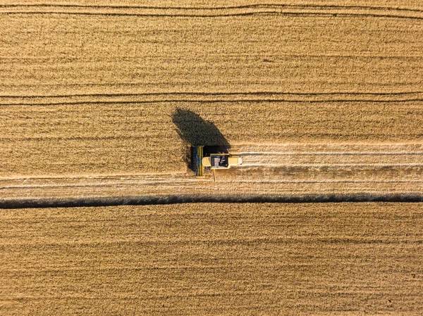 Aerial Drone View Harvester Harvests Wheat Ukrainian Field — Stock Photo, Image