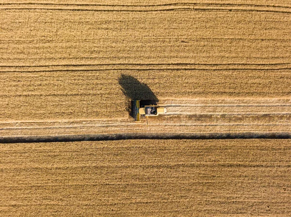 Vista Aérea Del Dron Cosechadora Cosecha Trigo Campo Ucraniano —  Fotos de Stock