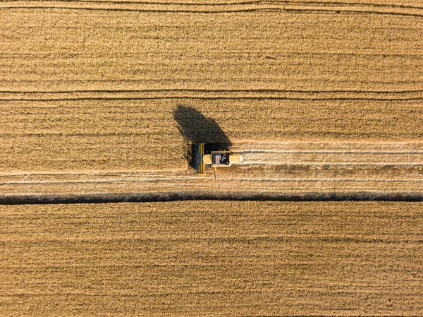 Aerial Drone View Harvester Harvests Wheat Ukrainian Field — Stock Photo, Image