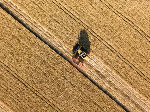 Vista Aérea Drones Caminhão Com Grão Campo Trigo Maduro Ucrânia — Fotografia de Stock