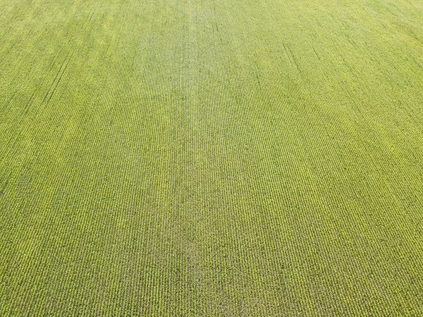 Zelené Kukuřičné Pole Ukrajině Zobrazení Leteckých Dronů — Stock fotografie