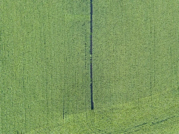 ウクライナの緑のトウモロコシ畑 空中ドローンビュー — ストック写真