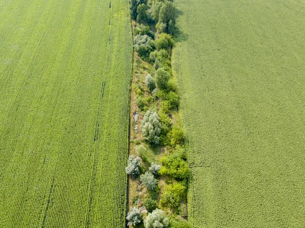 Green Cornfield Ukraine Aerial Drone View — Stock Photo, Image