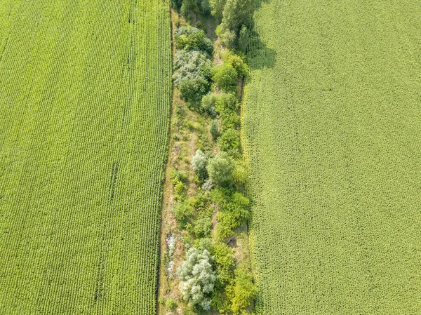 ウクライナの緑のトウモロコシ畑 空中ドローンビュー — ストック写真