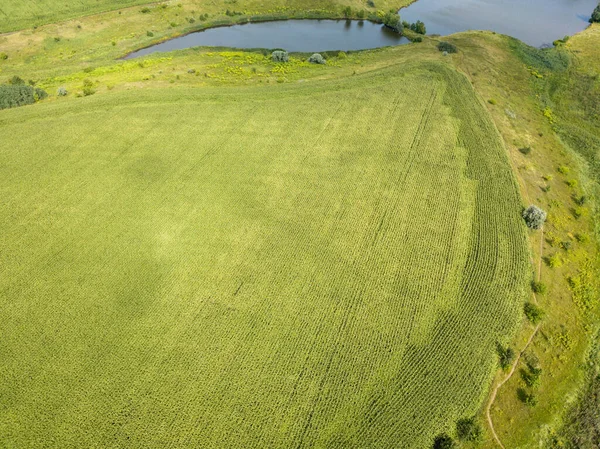 Grönt Majsfält Ukraina Flygdrönare — Stockfoto