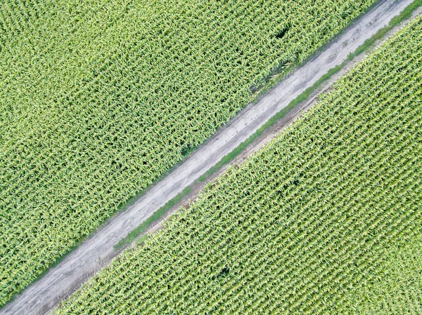乌克兰一条穿过绿色玉米地的肮脏道路 空中无人驾驶飞机视图 — 图库照片